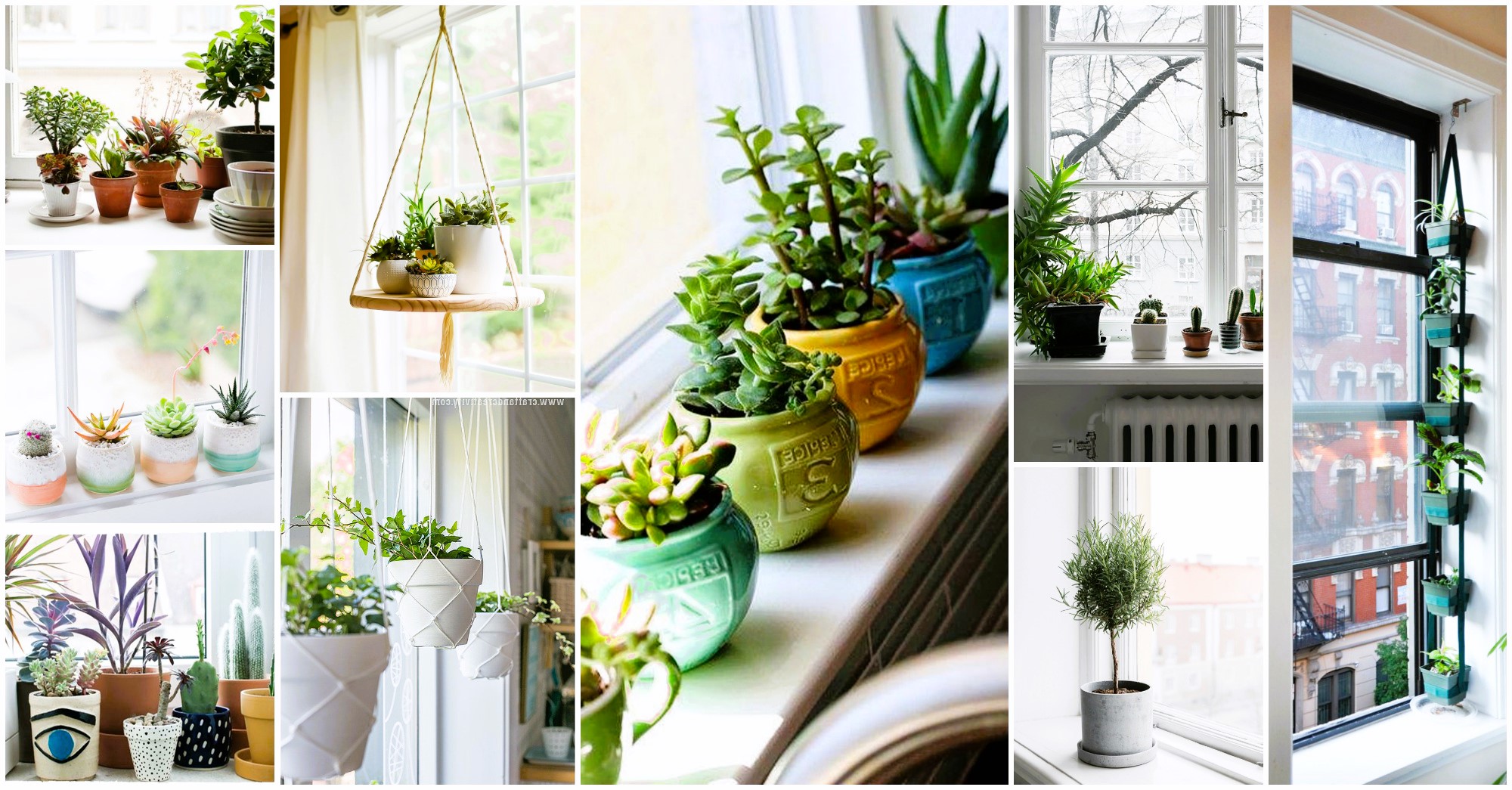 window sill plants